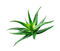 ingrediant-image